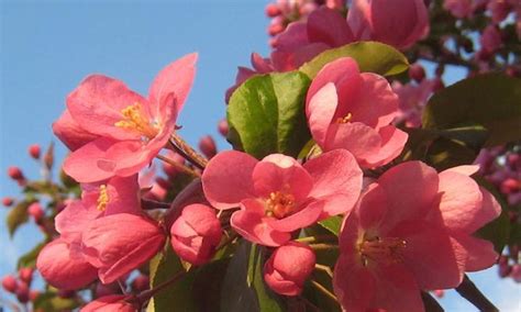 海棠風水|家里养海棠的风水影响（从风水角度分析）